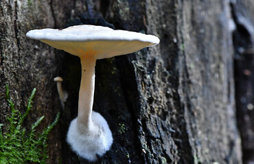 Fungi along the Lyrebird Walk in a Mountain Ash in Mirboo North, Gippsland, Victoria, Australia