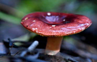 Fungi along the Lyrebird Walk in a Mountain Ash in Mirboo North, Gippsland, Victoria, Australia