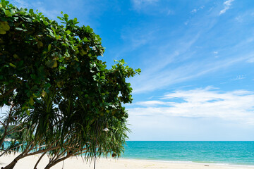 Fototapeta na wymiar Bengal, Singapore almond tree or Indian almond is tropical Olive-bark tree grow on the beach of sea and blue sky ,sunlight background.