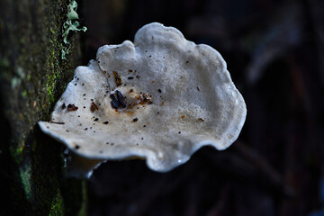 Fungi along the Lyrebird Walk in a Mountain Ash in Mirboo North, Gippsland, Victoria, Australia