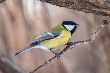 Cute bird Great tit, songbird sitting on a branch without leaves in the autumn or winter.