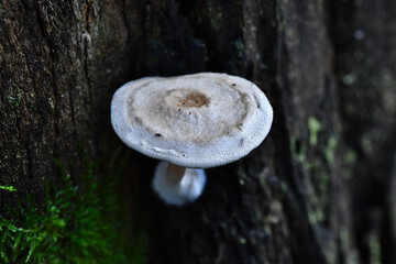Fungi along the Lyrebird Walk in a Mountain Ash in Mirboo North, Gippsland, Victoria, Australia