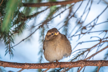 Sparrow sits on a fir branch in the sunset light.