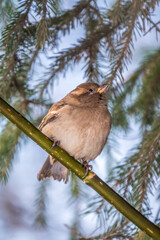 Sparrow sits on a fir branch in the sunset light.
