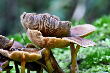Fungi along the Lyrebird Walk in a Mountain Ash in Mirboo North, Gippsland, Victoria, Australia
