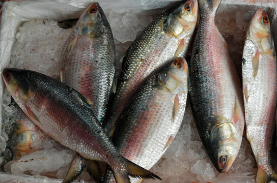 Pile of Fresh Ilish Fish or Hilsa Fish.