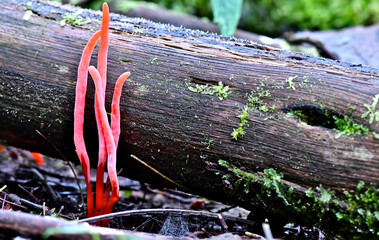Fungi along the Lyrebird Walk in a Mountain Ash in Mirboo North, Gippsland, Victoria, Australia