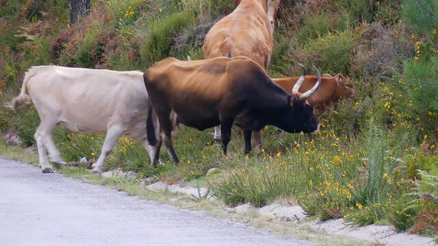 Brown cows with huge horns crossing country road and car coming towards the camera.