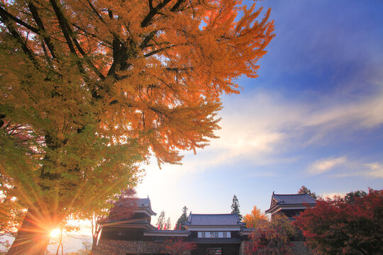 上田城とイチョウの紅葉と夕日の木もれ日, 日本,長野県,上田市