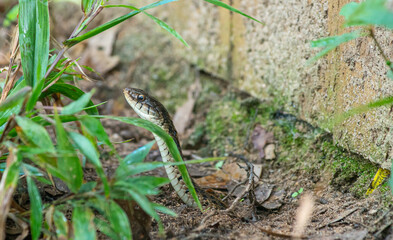 Snake Den