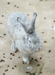 cute rabbit on cement floor