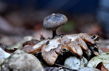 Geastrum pectinatum -  beaked earthstar or beret earthstar fungi in in Autumn, mushroom which may also be a toadstool, growing in an urban garden in Gippsland, Victoria, Australia