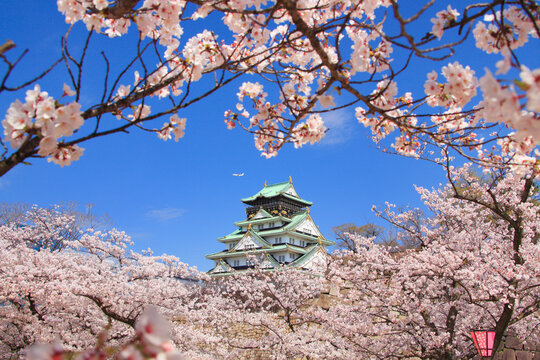 桜咲く大阪城, 日本,大阪府,大阪市