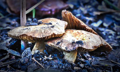Fungi in the Wonthaggi Wetlands Condservation Park in Autumn, mushroom which may also be a toadstool