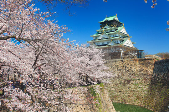桜咲く大阪城, 日本,大阪府,大阪市