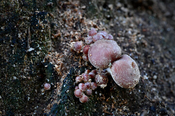 Fungi in the Wonthaggi Wetlands Condservation Park in Autumn, mushroom which may also be a toadstool