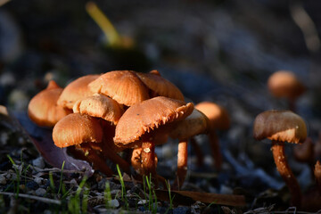 Fungi in the Wonthaggi Wetlands Condservation Park in Autumn, mushroom which may also be a toadstool