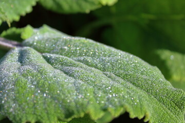 Leaf with morning dew