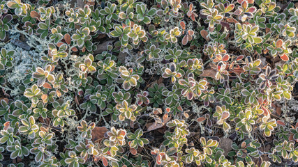 The leaves of the northern tundra plants are covered in the beginning of winter. Multicolored flora of the polar regions of the earth. Picturesque natural beauty of autumn tundra