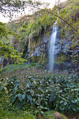 Obraz premium waterfall in the forest
