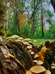 Obraz premium Mushrooms in a Log