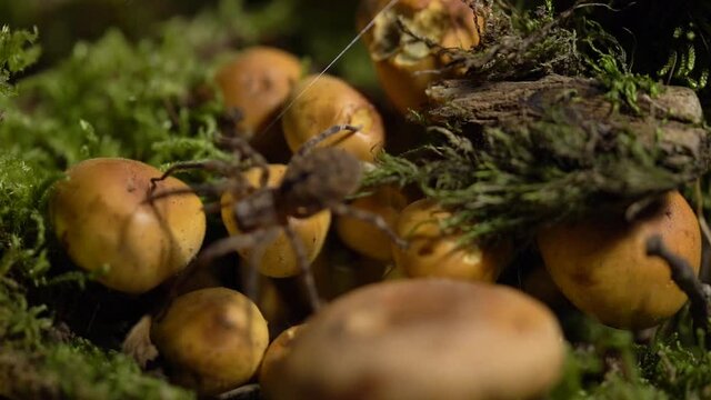 Zoropsis Spider Walking on Mushrooms and Green Moss at the Forest - Static Macro
