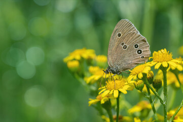 Ringlet butterfly on common ragwort (Jacobaea vulgaris). Copy space.