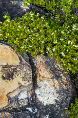 Abstract studies of rocks and fynbos vegetation along the Cliff Path in Hermanus, Whale Coast,  Overberg, Western Cape, South Africa.