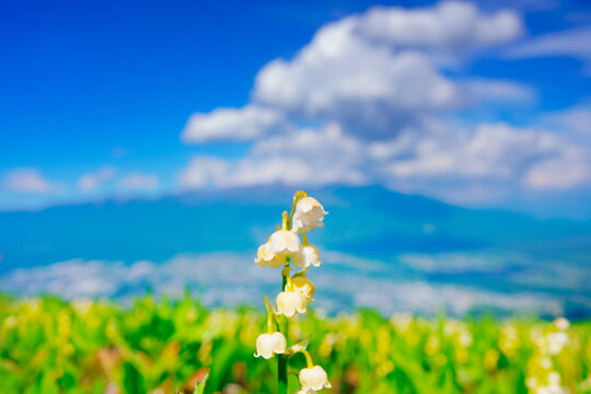 ドイツスズランの花と八ケ岳, 日本,長野県,諏訪郡,富士見町