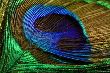 Obraz premium Indian peacock feather, colorful nature abstract design. 