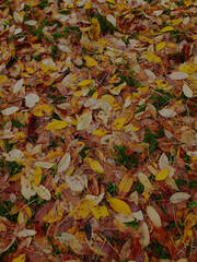 autumn leaves on the ground
