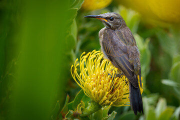 Cape Sugarbird (Promerops cafer) on Leucospermum flower. Cliff Path, Hermanus, Whale Coast, Overberg,  Western Cape. South Africa