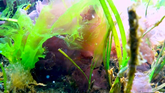 The ninespine stickleback (Pungitius pungitius), ten-spined stickleback swims in the Black Sea among seaweed