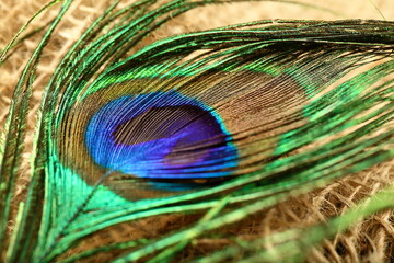Obraz premium Indian peacock feather, colorful nature abstract design. 
