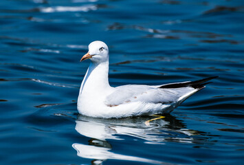 seagull in the water