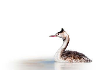 Great Crested Grebe  on white background