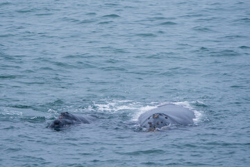 Southern right whale (Eubalaena australis). Hermanus. Whale Coast. Overberg. Western Cape. South Africa