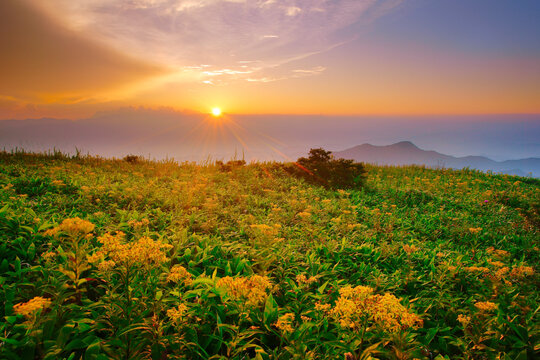 アキノキリンソウと穂高連峰方向の山並みと夕日, 甲信越,長野県,上田市