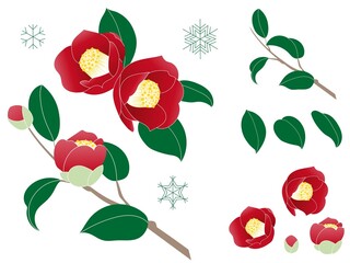 冬の花　椿のイラスト
