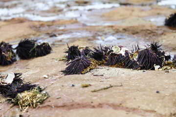 Several spiky purple sea urchins washed up on a sandy and rocky beach
