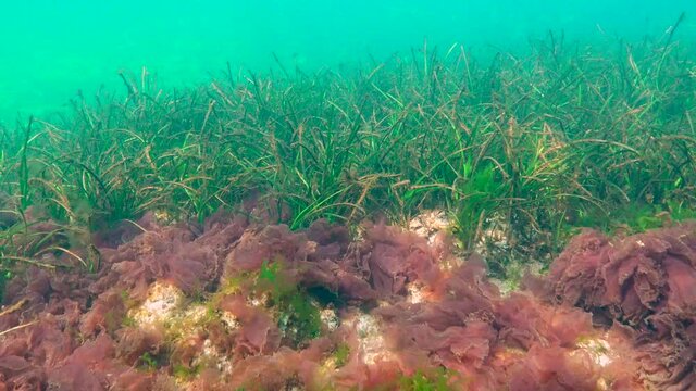 The ninespine stickleback (Pungitius pungitius), ten-spined stickleback swims in the Black Sea among seaweed