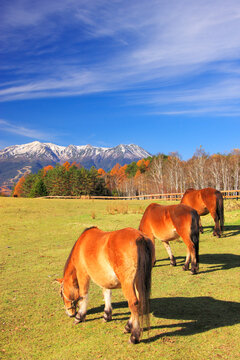 木曽馬と御岳, 開田村,長野県