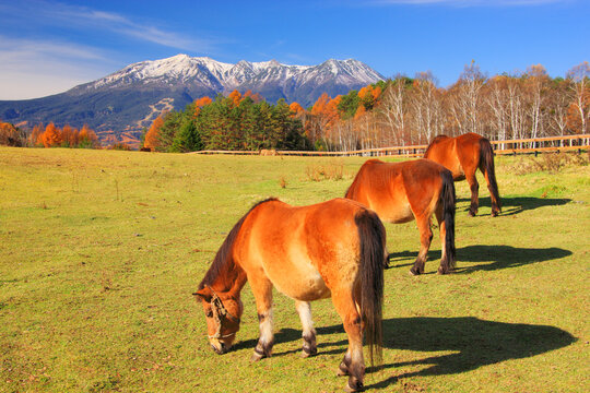 木曽馬と御岳, 開田村,長野県