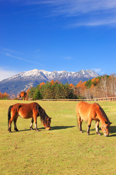 木曽馬と御岳, 開田村,長野県