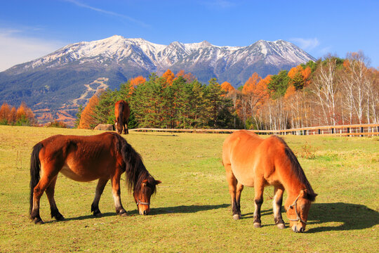 木曽馬と御岳, 開田村,長野県