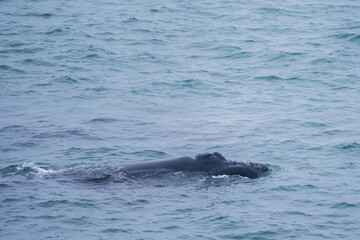 Fototapeta premium Southern right whale (Eubalaena australis). Hermanus. Whale Coast. Overberg. Western Cape. South Africa