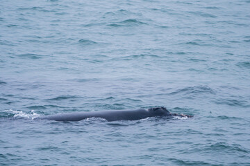 Fototapeta premium Southern right whale (Eubalaena australis). Hermanus. Whale Coast. Overberg. Western Cape. South Africa