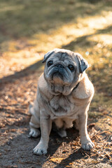 Fototapeta premium a beautiful dog is sitting in the autumn forest