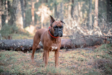 portrait of a beautiful dog in the forest