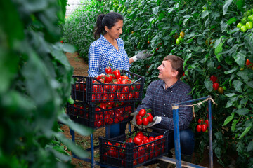 Farmer with his Hispanic wife working in greenhouse during harvest of ripe organic tomatoes